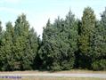 juniperus virginiana